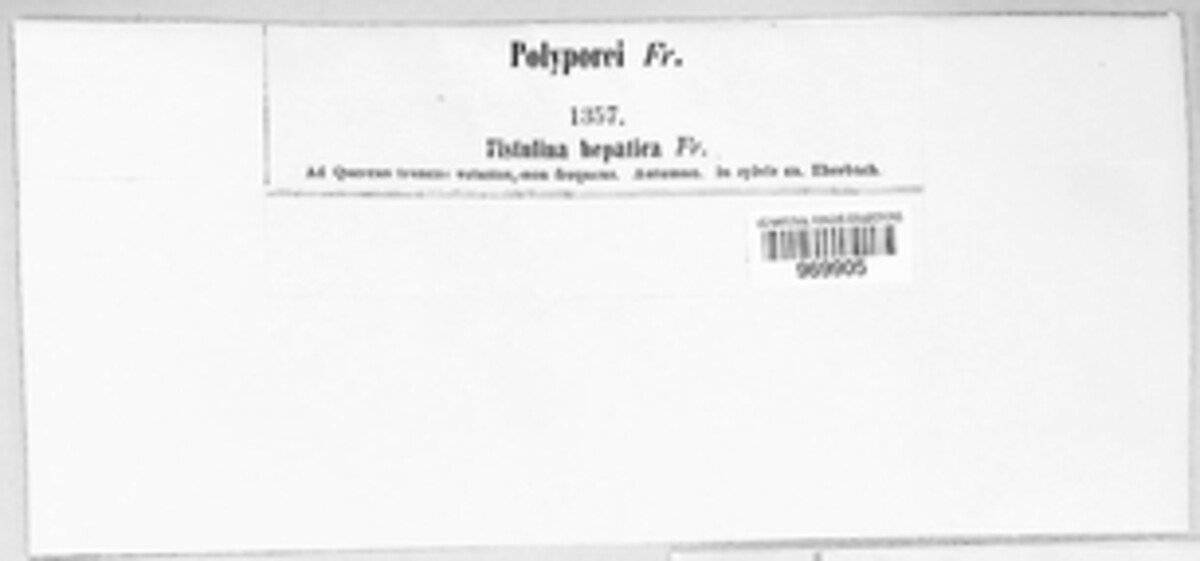 Fistulina image